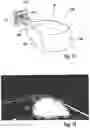Fig. 08 - Headlight lens for a vehicle headlight