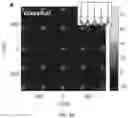 Fig. 08 - System, device, and method for quantum correlation measurement with single photon avalanche diode arrays