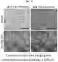 Fig. 16 - Real-time quantification method of cell viability through supravital dye uptake using lens-free imaging system