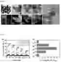 Fig. 02 - METHOD OF MANUFACTURING METAL NANOPARTICLE-OXIDE SUPPORT COMPLEX STRUCTURE BASED GAS SENSOR
