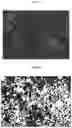 Fig. 11 - Computer method and system for deriving cell-to-cell spatial proximities