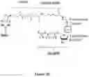 Fig. 08 - Multivalent binding composition for nucleic acid analysis