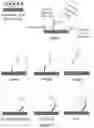 Fig. 32 - Multivalent binding composition for nucleic acid analysis