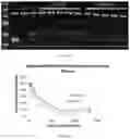 Fig. 06 - EVALUATION AND TREATMENT OF BRADYKININ-MEDIATED DISORDERS