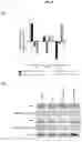 Fig. 14 - BIOMARKER WITH THERAPEUTIC IMPLICATIONS FOR PERITONEAL CARCINOMATOSIS