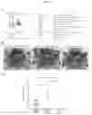Fig. 23 - BIOMARKER WITH THERAPEUTIC IMPLICATIONS FOR PERITONEAL CARCINOMATOSIS