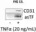 Fig. 10 - TEST TO ASSESS LIVER DISEASE SEVERITY