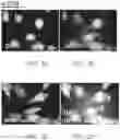 Fig. 05 - METHOD OF DETECTING, DETERMINING, AND TREATING HEAT STRESS BASED ON EXPRESSION OF GRP75 IN AVIAN SPECIES