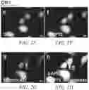 Fig. 06 - METHOD OF DETECTING, DETERMINING, AND TREATING HEAT STRESS BASED ON EXPRESSION OF GRP75 IN AVIAN SPECIES