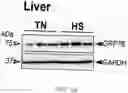 Fig. 07 - METHOD OF DETECTING, DETERMINING, AND TREATING HEAT STRESS BASED ON EXPRESSION OF GRP75 IN AVIAN SPECIES
