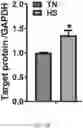 Fig. 08 - METHOD OF DETECTING, DETERMINING, AND TREATING HEAT STRESS BASED ON EXPRESSION OF GRP75 IN AVIAN SPECIES