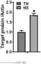 Fig. 10 - METHOD OF DETECTING, DETERMINING, AND TREATING HEAT STRESS BASED ON EXPRESSION OF GRP75 IN AVIAN SPECIES