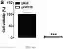 Fig. 11 - METHOD OF DETECTING, DETERMINING, AND TREATING HEAT STRESS BASED ON EXPRESSION OF GRP75 IN AVIAN SPECIES
