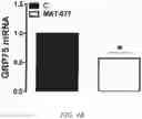 Fig. 12 - METHOD OF DETECTING, DETERMINING, AND TREATING HEAT STRESS BASED ON EXPRESSION OF GRP75 IN AVIAN SPECIES