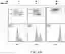 Fig. 14 - METHOD OF DETECTING, DETERMINING, AND TREATING HEAT STRESS BASED ON EXPRESSION OF GRP75 IN AVIAN SPECIES
