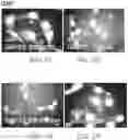 Fig. 16 - METHOD OF DETECTING, DETERMINING, AND TREATING HEAT STRESS BASED ON EXPRESSION OF GRP75 IN AVIAN SPECIES