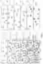 Fig. 10 - Time-based cluster imaging of amplified contiguity-preserved library fragments of genomic DNA