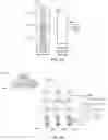 Fig. 07 - SYSTEM AND METHOD FOR AUTOMATICALLY DETERMINING SERIOUS ADVERSE EVENTS