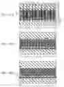 Fig. 32 - Semiconductor memory device and method for manufacturing the same