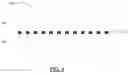 Fig. 05 - THICK ELECTRODES FOR ELECTROCHEMICAL CELLS