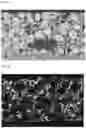 Fig. 05 - Manufacturing method for electrode binder and electrode assembly comprising same electrode binder