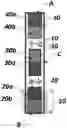 Fig. 01 - System for generating a linear movement