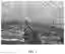 Fig. 04 - TREE EGGPLANT AND CULTIVATION METHOD, RAPID PROPAGATION METHOD AND APPLICATION THEREOF