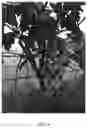 Fig. 09 - TREE EGGPLANT AND CULTIVATION METHOD, RAPID PROPAGATION METHOD AND APPLICATION THEREOF