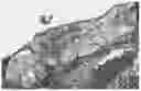 Fig. 01 - Method of Increasing Bone Cell Viability