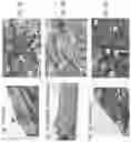 Fig. 02 - Method of Increasing Bone Cell Viability