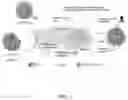 Fig. 02 - Enzyme-loaded pollen-mimicking microparticles for organophosphate detoxification of insect pollinators