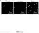 Fig. 08 - Enzyme-loaded pollen-mimicking microparticles for organophosphate detoxification of insect pollinators