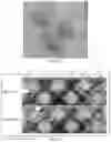 Fig. 08 - CHEESE AND YOGURT LIKE COMPOSITIONS AND RELATED METHODS