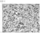 Fig. 26 - SOLID PASTE COMPOSITION FOR COOKING AND METHOD FOR PRODUCING SAME