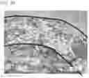 Fig. 29 - SOLID PASTE COMPOSITION FOR COOKING AND METHOD FOR PRODUCING SAME