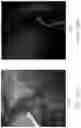 Fig. 20 - Advanced nervous tissue imaging system