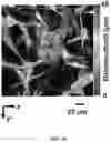 Fig. 33 - REVERSIBLY SWITCHABLE PHOTOACOUSTIC IMAGING SYSTEMS AND METHODS