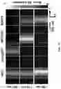 Fig. 38 - REVERSIBLY SWITCHABLE PHOTOACOUSTIC IMAGING SYSTEMS AND METHODS