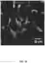 Fig. 43 - REVERSIBLY SWITCHABLE PHOTOACOUSTIC IMAGING SYSTEMS AND METHODS