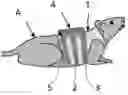 Fig. 01 - INDUCTIVE PLETHYSMOGRAPHY VEST FOR A SMALL MAMMAL AND METHOD FOR MANUFACTURING SUCH A VEST