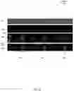 Fig. 09 - GENERATING ELECTROCARDIOGRAMS FROM MULTIPLE REFERENCES