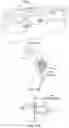Fig. 20 - Palatal expanders and methods of forming the same