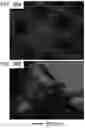 Fig. 22 - BIOMEDICAL PATCHES WITH ALIGNED FIBERS