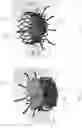 Fig. 02 - FLARED PROSTHETIC CARDIAC VALVE DELIVERY DEVICES AND SYSTEMS