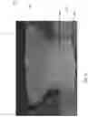 Fig. 32 - FLARED PROSTHETIC CARDIAC VALVE DELIVERY DEVICES AND SYSTEMS