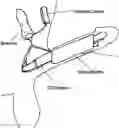 Fig. 01 - Grayson Bionic Penis (GBP)