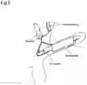 Fig. 04 - Grayson Bionic Penis (GBP)