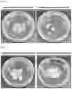 Fig. 02 - METHOD FOR PRODUCING COMPOSITION FOR REGENERATING CARTILAGE USING LYOPHILIZATION HYALINE CARTILAGE POWDER, COMPOSITION FOR REGENERATING CARTILAGE PRODUCED USING THE SAME, METHOD FOR PRODUCING SCAFFOLD FOR REGENERATING PATIENT-CUSTOMIZED CARTILAGE USING COMPOSITION FOR REGENERATING CARTILAGE, AND SCAFFOLD FOR REGENERATING PATIENT-CUSTOMIZED CARTILAGE