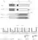 Fig. 02 - CORNEAL MARKER TOOLS FOR OPHTHALMIC PROCEDURES