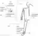 Fig. 01 - Systems and methods for bioimpedance body composition measurement